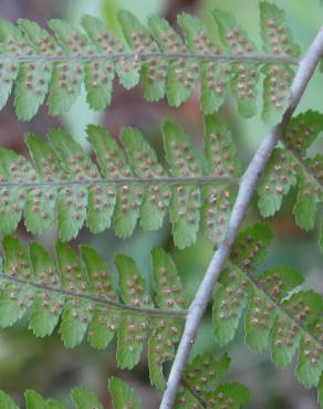 Fotografia 13 da espécie Dryopteris affinis subesp. borreri var. borreri no Jardim Botânico UTAD