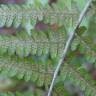 Fotografia 13 da espécie Dryopteris affinis subesp. borreri var. borreri do Jardim Botânico UTAD