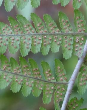 Fotografia 14 da espécie Dryopteris affinis subesp. borreri var. borreri no Jardim Botânico UTAD