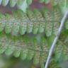 Fotografia 14 da espécie Dryopteris affinis subesp. borreri var. borreri do Jardim Botânico UTAD