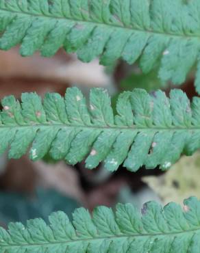 Fotografia 15 da espécie Dryopteris affinis subesp. borreri var. borreri no Jardim Botânico UTAD