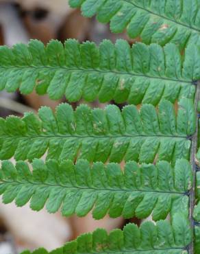 Fotografia 3 da espécie Dryopteris affinis subesp. cambrensis no Jardim Botânico UTAD