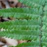 Fotografia 3 da espécie Dryopteris affinis subesp. cambrensis do Jardim Botânico UTAD