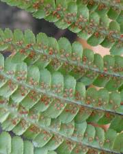 Fotografia da espécie Dryopteris affinis