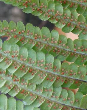 Fotografia 1 da espécie Dryopteris affinis subesp. cambrensis no Jardim Botânico UTAD