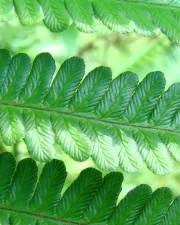 Fotografia da espécie Dryopteris affinis