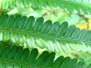 Fotografia da espécie Dryopteris affinis subesp. affinis