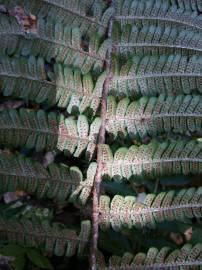 Fotografia da espécie Dryopteris affinis subesp. affinis