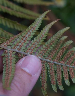 Fotografia 4 da espécie Dryopteris affinis subesp. affinis no Jardim Botânico UTAD