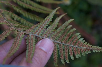 Fotografia da espécie Dryopteris affinis subesp. affinis