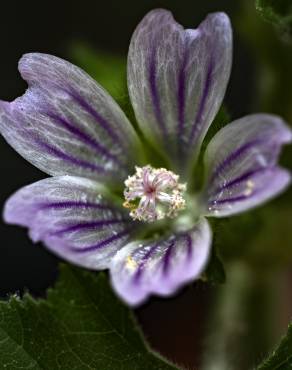 Fotografia 3 da espécie Malva neglecta no Jardim Botânico UTAD