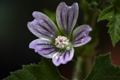 Fotografia da espécie Malva neglecta