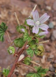 Fotografia da espécie Malva neglecta