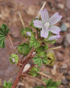 Fotografia 4 da espécie Malva neglecta no Jardim Botânico UTAD