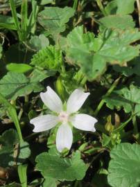 Fotografia da espécie Malva neglecta