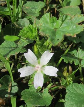 Fotografia 5 da espécie Malva neglecta no Jardim Botânico UTAD