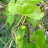 Fotografia 13 da espécie Dioscorea communis do Jardim Botânico UTAD