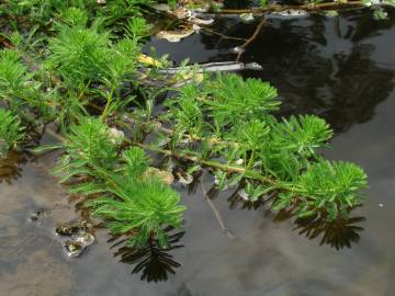 Fotografia da espécie Myriophyllum aquaticum