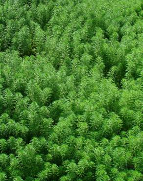 Fotografia 13 da espécie Myriophyllum aquaticum no Jardim Botânico UTAD