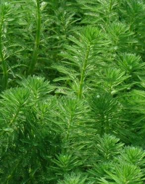 Fotografia 14 da espécie Myriophyllum aquaticum no Jardim Botânico UTAD