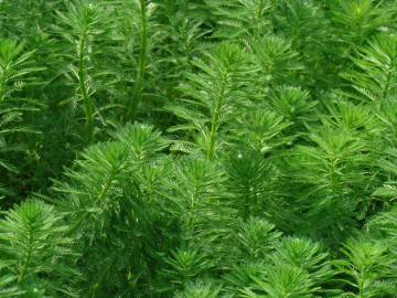 Fotografia da espécie Myriophyllum aquaticum