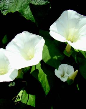 Fotografia 8 da espécie Calystegia silvatica subesp. disjuncta no Jardim Botânico UTAD