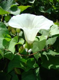 Fotografia da espécie Calystegia silvatica subesp. disjuncta