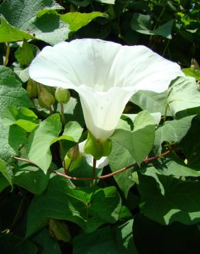 Fotografia 9 da espécie Calystegia silvatica subesp. disjuncta no Jardim Botânico UTAD