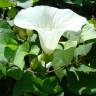 Fotografia 9 da espécie Calystegia silvatica subesp. disjuncta do Jardim Botânico UTAD