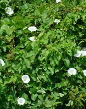 Fotografia 10 da espécie Calystegia silvatica subesp. disjuncta no Jardim Botânico UTAD