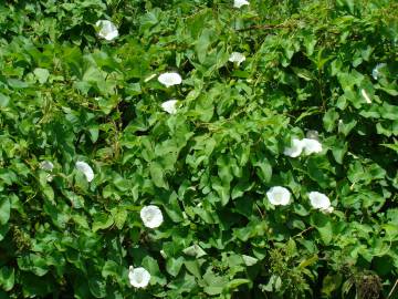 Fotografia da espécie Calystegia silvatica subesp. disjuncta