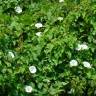 Fotografia 10 da espécie Calystegia silvatica subesp. disjuncta do Jardim Botânico UTAD