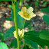 Fotografia 16 da espécie Sida rhombifolia do Jardim Botânico UTAD