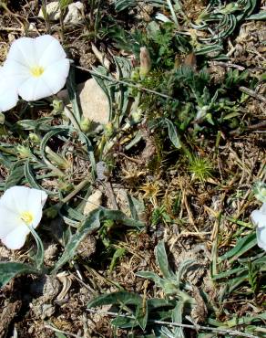 Fotografia 4 da espécie Convolvulus lineatus no Jardim Botânico UTAD