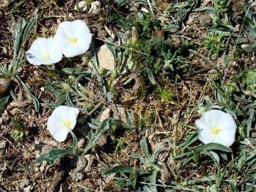 Fotografia da espécie Convolvulus lineatus