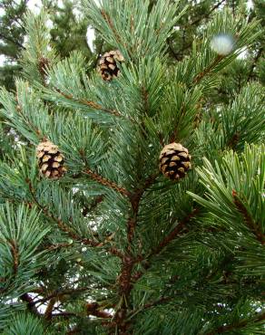 Fotografia 13 da espécie Pinus uncinata no Jardim Botânico UTAD