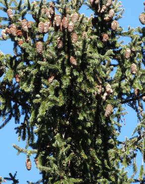 Fotografia 20 da espécie Picea abies no Jardim Botânico UTAD