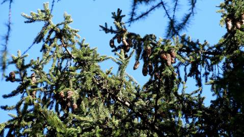 Fotografia da espécie Picea abies