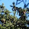 Fotografia 21 da espécie Picea abies do Jardim Botânico UTAD