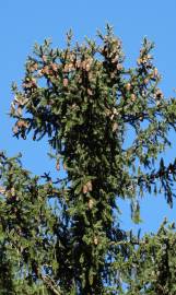 Fotografia da espécie Picea abies