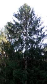 Fotografia da espécie Picea abies