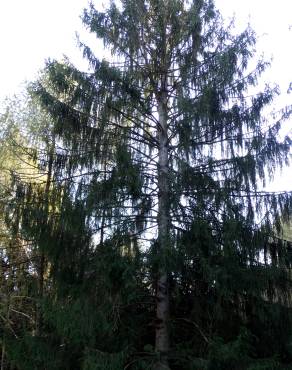 Fotografia 24 da espécie Picea abies no Jardim Botânico UTAD
