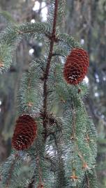 Fotografia da espécie Picea abies