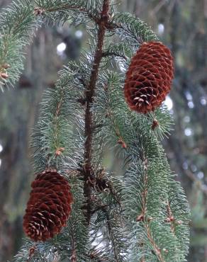 Fotografia 1 da espécie Picea abies no Jardim Botânico UTAD