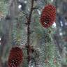 Fotografia 1 da espécie Picea abies do Jardim Botânico UTAD