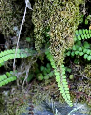 Fotografia 6 da espécie Asplenium trichomanes subesp. quadrivalens no Jardim Botânico UTAD