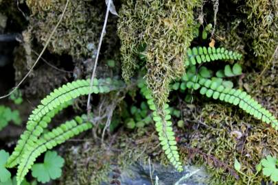 Fotografia da espécie Asplenium trichomanes subesp. quadrivalens