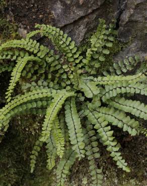 Fotografia 7 da espécie Asplenium trichomanes subesp. quadrivalens no Jardim Botânico UTAD