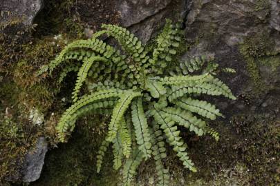 Fotografia da espécie Asplenium trichomanes subesp. quadrivalens