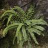 Fotografia 7 da espécie Asplenium trichomanes subesp. quadrivalens do Jardim Botânico UTAD